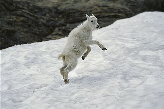 石山羊,雪羊,玩雪,冰川国家公园,蒙大拿