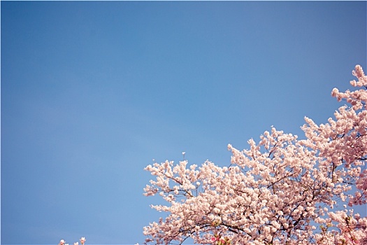 樱花,蓝色,晴空