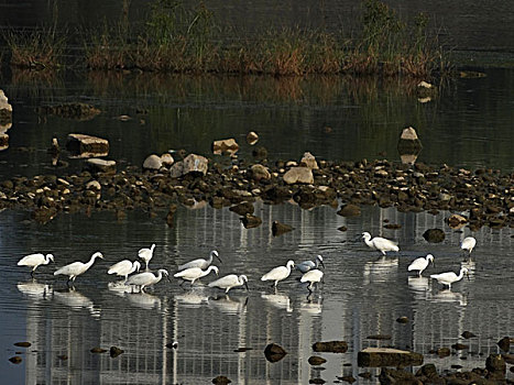 洛河湿地的白鹭野鸭