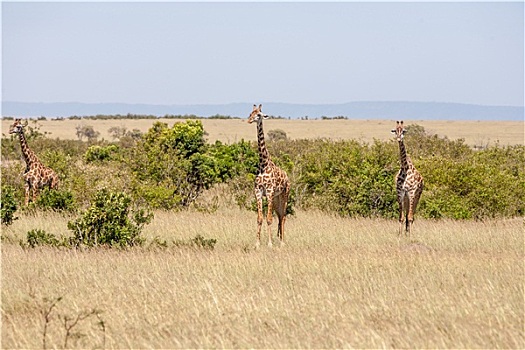 三个,长颈鹿,站立,草地