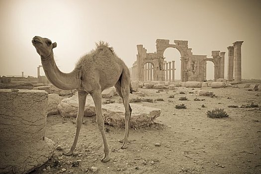 叙利亚,世界遗产,骆驼,雄伟,拱形