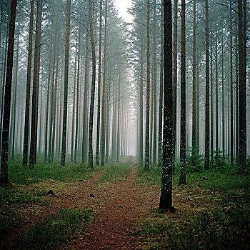 树,小路,雾状,天气,瑞典