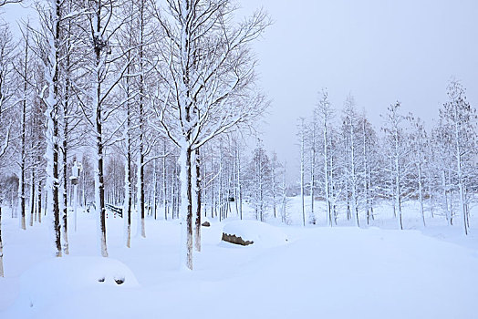 雪景