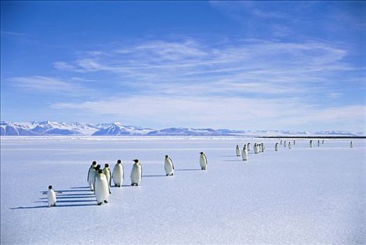 帝企鹅,边缘,孤单,阿德利企鹅,南极