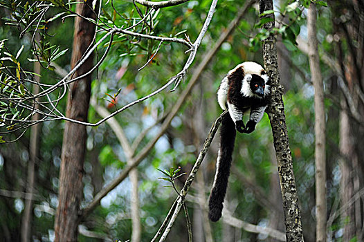 马达加斯加,马达加斯加狐猴,树林