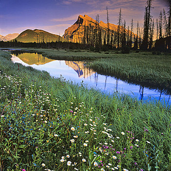 野花,湖岸,伦多山,维米里翁湖,班芙国家公园,艾伯塔省,加拿大