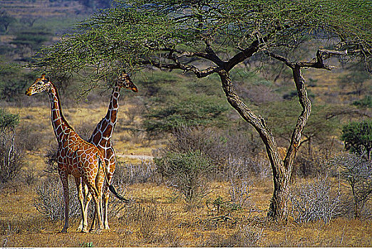 网纹长颈鹿,萨布鲁国家公园,肯尼亚,非洲