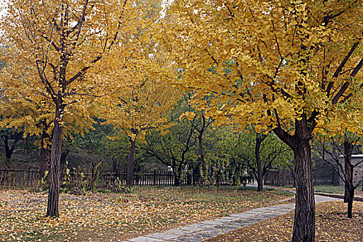 北京香山植物园