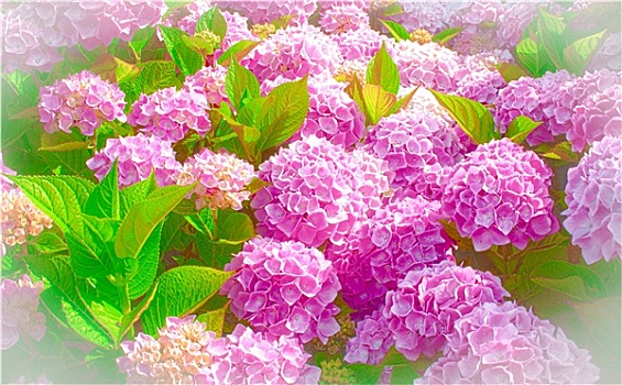 漂亮,粉色,八仙花属,盛开