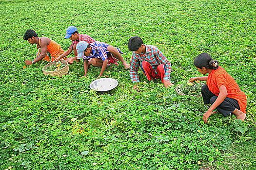 农民,收集,蔬菜,地点,库尔纳市,孟加拉,七月,2007年