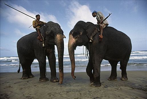 亚洲象,象属,一对,训练者,海滩,斯里兰卡