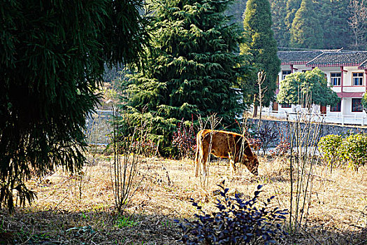 村庄,农村,房子,老屋,土墙,树,小路,道路,山,蓝天,白云,石墙,鱼鳞云,牛,草,田地,农舍