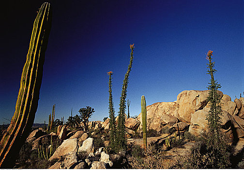 荒漠景观,植被,半岛,北下加利福尼亚州,墨西哥