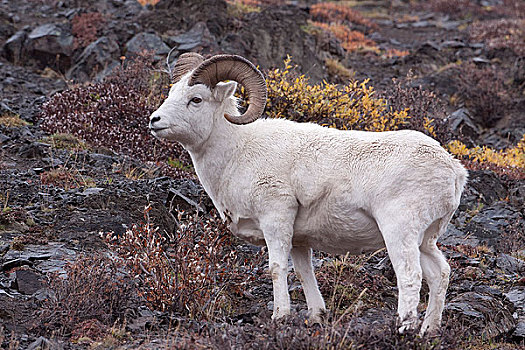野大白羊,公羊,多彩,德纳里峰国家公园,室内,阿拉斯加,秋天