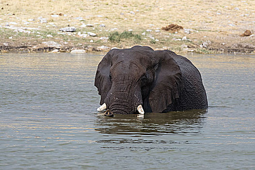 非洲象,站立,水坑,埃托沙国家公园,纳米比亚,非洲