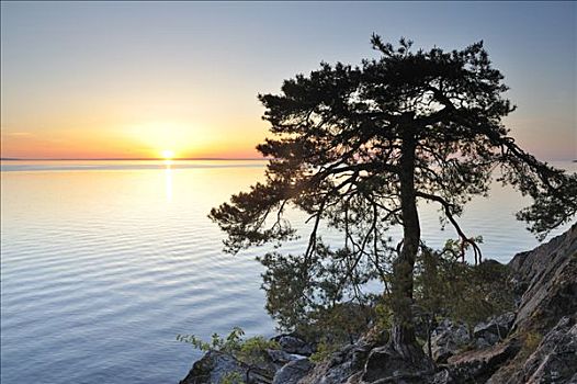 松树,东约特兰省,瑞典
