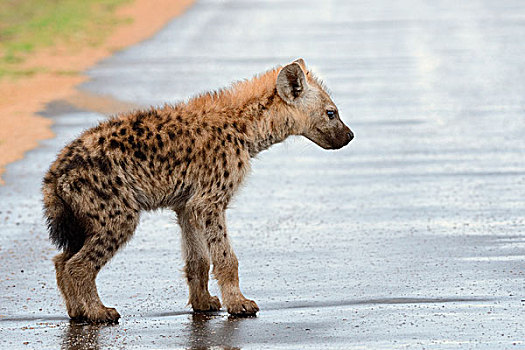 斑鬣狗,笑,鬣狗,幼兽,站立,路湿,雨,克鲁格国家公园,南非,非洲