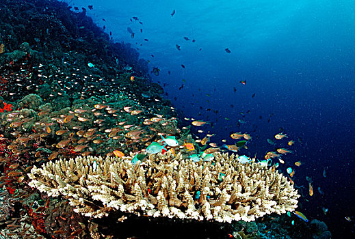 绿色,珊瑚礁,马尔代夫,印度洋