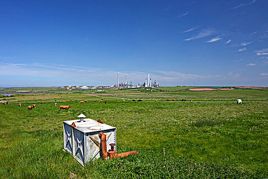 放牧,草地,炼油厂,背景,彭布鲁克郡,海岸,国家公园,威尔士