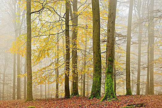 德国,黑森州,国家公园,欧洲山毛榉,山毛榉,树林,秋天,彩色,叶子,秃树,雾