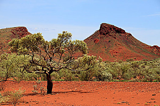 树,偏远地区,风景,西澳大利亚州,澳大利亚