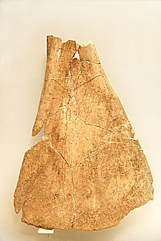 河南省博物院珍藏的甲骨文骨片