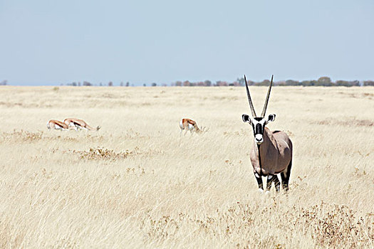 南非大羚羊,羚羊,头部,站立,草地