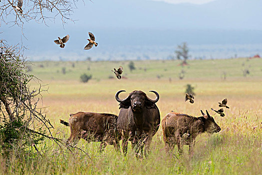 非洲,水牛,非洲水牛,朴素,查沃,肯尼亚