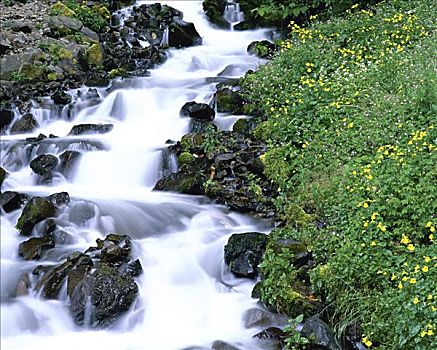 溪流,哥伦比亚河峡谷国家风景区,俄勒冈,美国