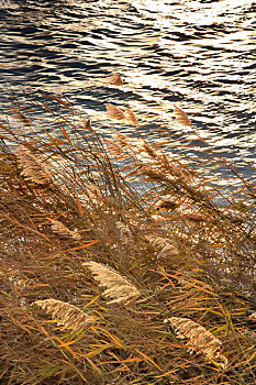 秋天里夕阳下湖边野外随风舞动的芦苇