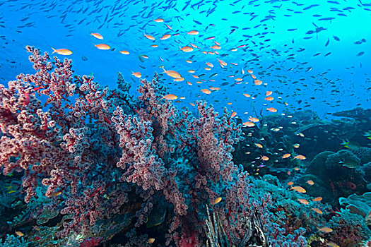 鱼群,仙女,金拟花鲈,靠近,珊瑚海扇,加,许多,小,热带鱼,印度尼西亚,四王群岛,区域,巴布亚岛,伊里安查亚省