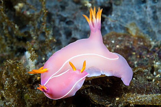 粉色,裸鳃类动物,巴厘岛,印度尼西亚