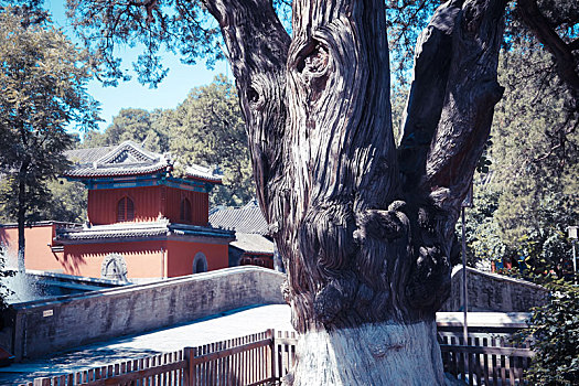 北京西山古刹大觉寺