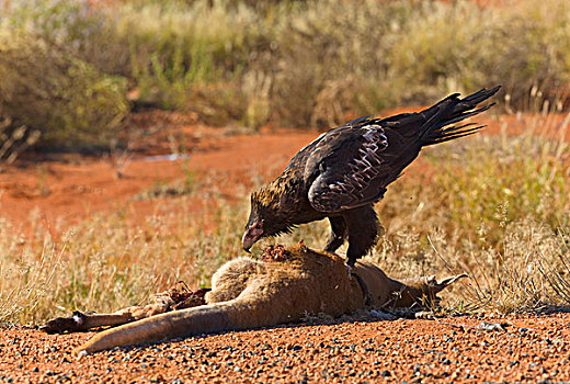 道路,杀死,红袋鼠,畜体,北领地州,澳大利亚