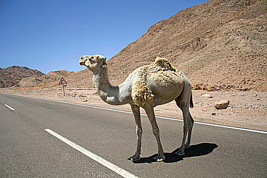 骆驼,红海,区域,西奈,埃及