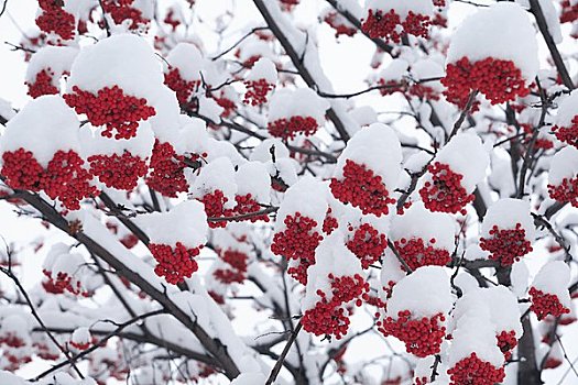 欧洲花楸,雪