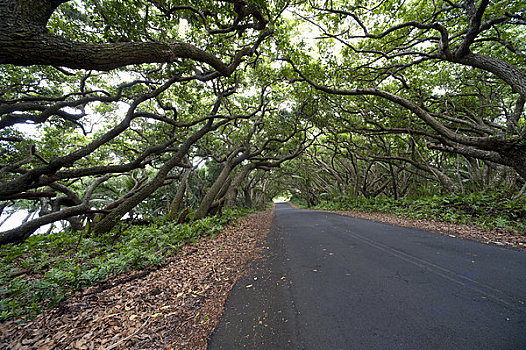 树林,道路,夏威夷,美国