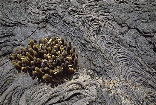 仙人掌,熔岩流,加拉帕戈斯群岛,厄瓜多尔