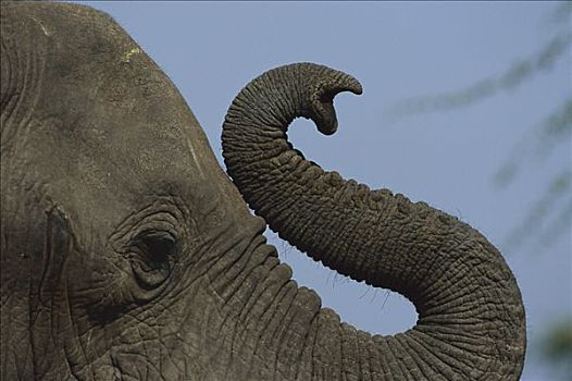 非洲象,象鼻,卷曲,乔贝国家公园,博茨瓦纳