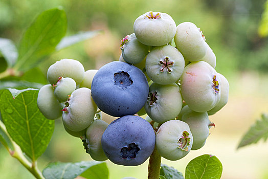 蓝莓,越桔属,灌木,成熟,不熟,浆果,勃兰登堡,德国,欧洲