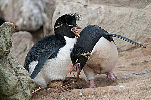凤冠企鹅,南跳岩企鹅,一对,交换,培育,责任,福克兰群岛
