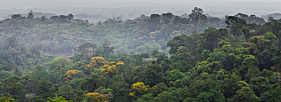 南美,亚马逊雨林