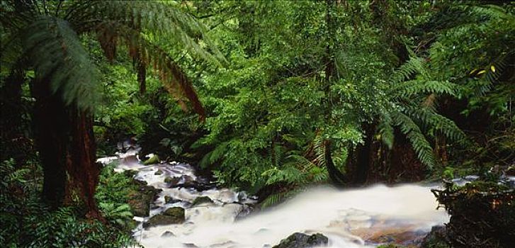 雨林,河流,靠近,澳大利亚