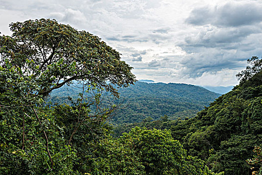 丛林,山地大猩猩,国家公园,乌干达,非洲