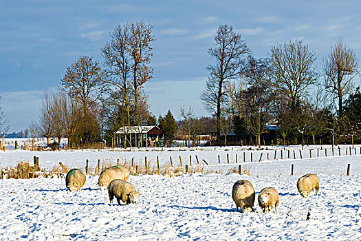 绵羊,放牧,雪,荷兰,欧洲