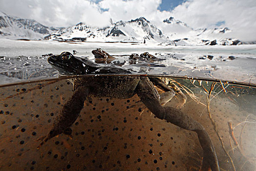 蛙,中国林蛙,群,青蛙,产卵,冰冻,水塘,2000年,阿尔卑斯山,法国