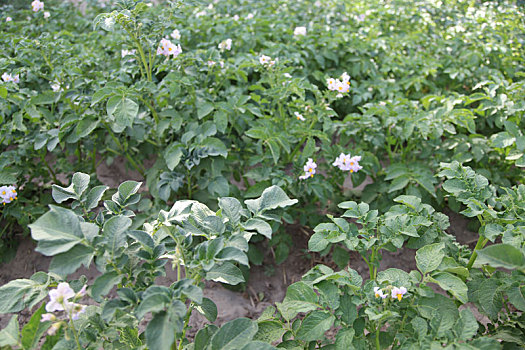 新疆巴里坤,优质土豆花开大地