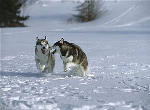 西伯利亚,哈士奇犬,狗,两个,成年人,雪,打闹