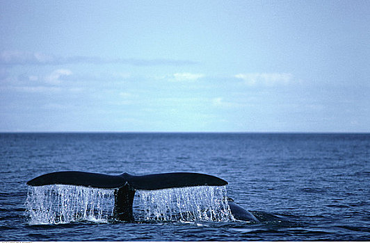 鲸尾叶突,露脊鲸湾,新布兰斯维克,加拿大