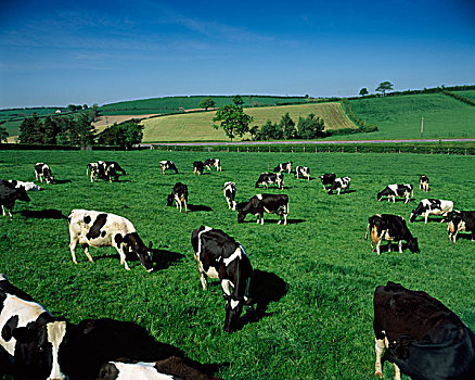 奶牛,爱尔兰